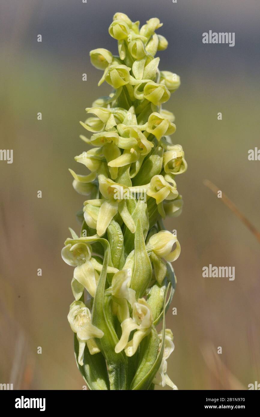 Groenlandse nachtorchis, Nordgrünes Orchid, Platanthera-Hype (Platanthera hyperborea), Infloreszenz Stockfoto