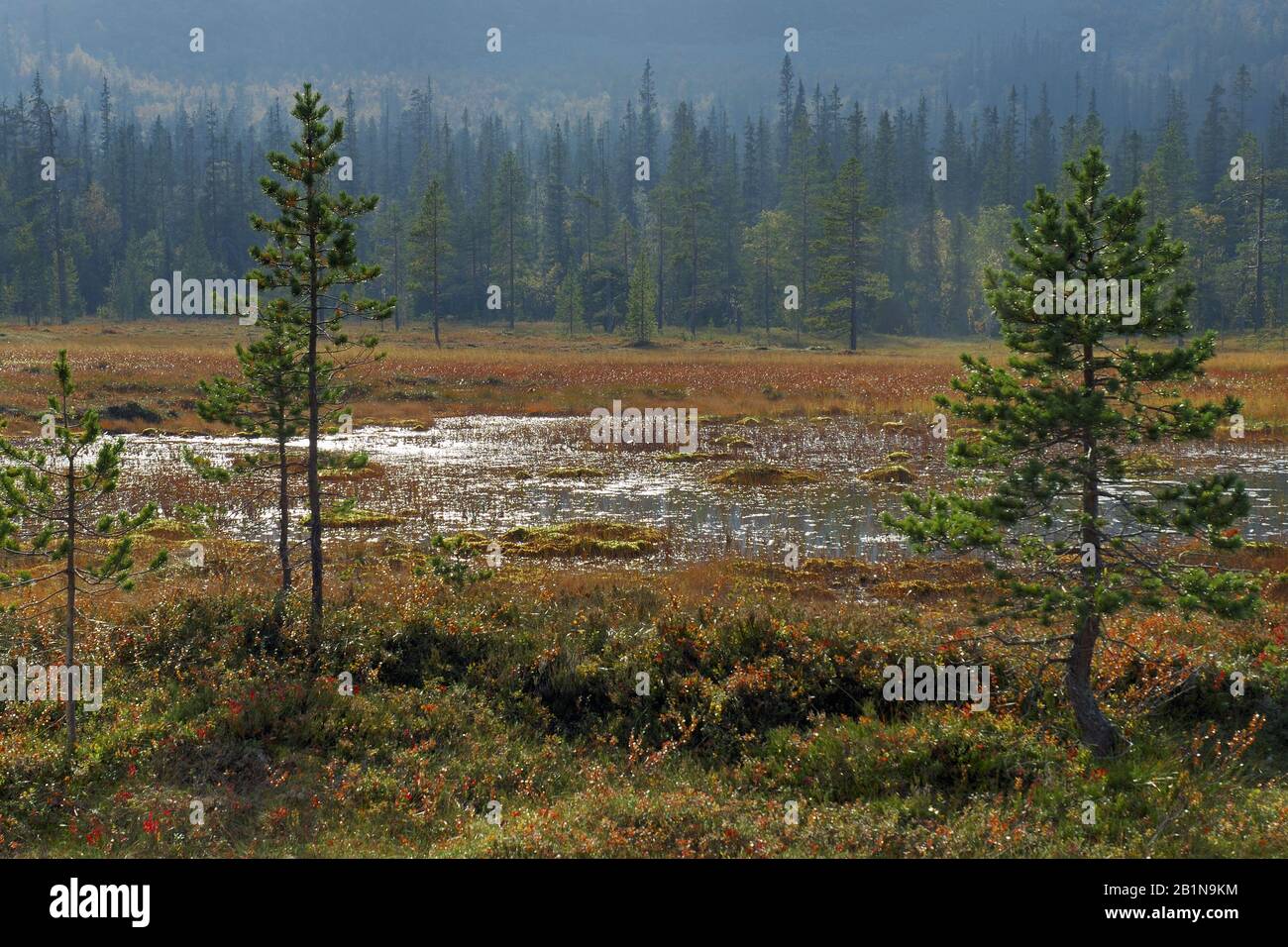 Landschaft im Fulufjaellet-Nationalpark, Schweden, Fulufjaellet-Nationalpark Stockfoto
