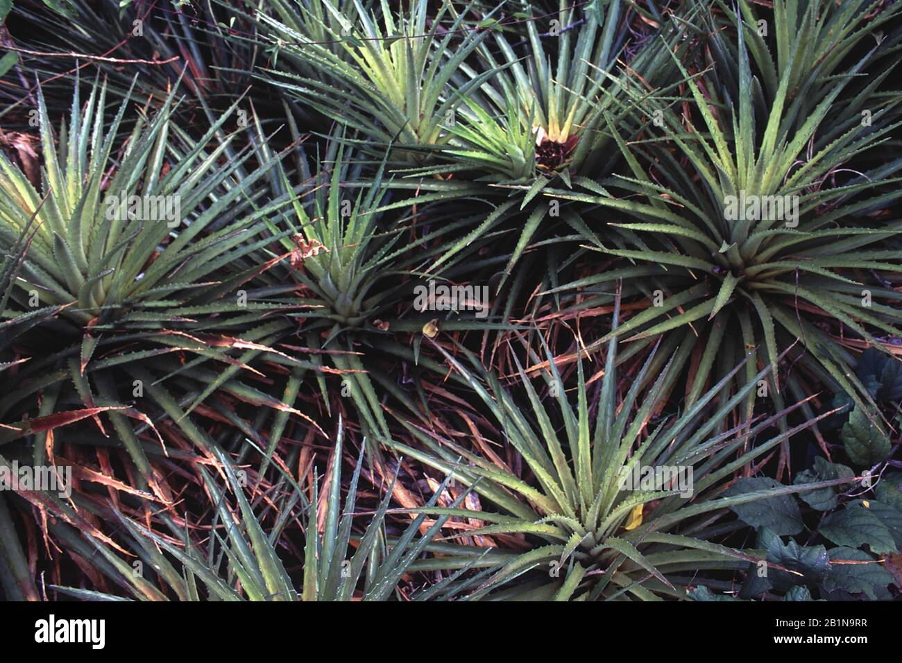 Ground Bromelia (Bromelia humilis), Niederländische Antillen, Curacao
