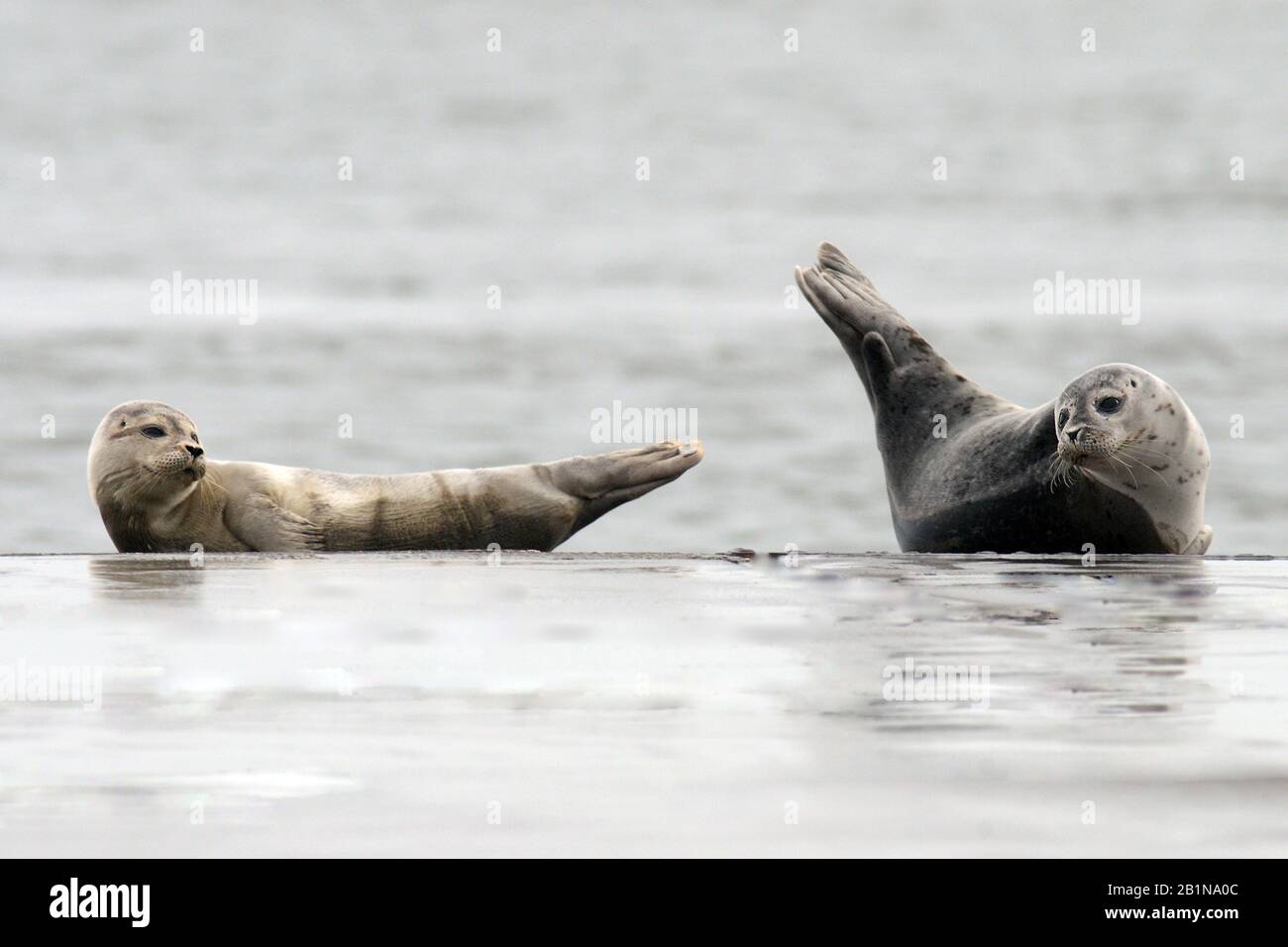 Hafensiegel, Gemeindesiegel (Phoca vitulina), zwei Habichtsiegel auf einer Sandbank im Wasser, Niederlande, den Helder Stockfoto