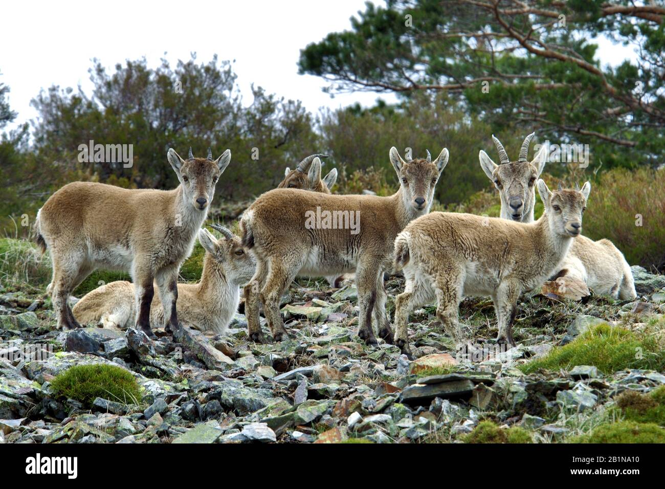 Asiatisches Mouflon (Ovis orientalis), Weibchen mit Puppen, Spanien Stockfoto