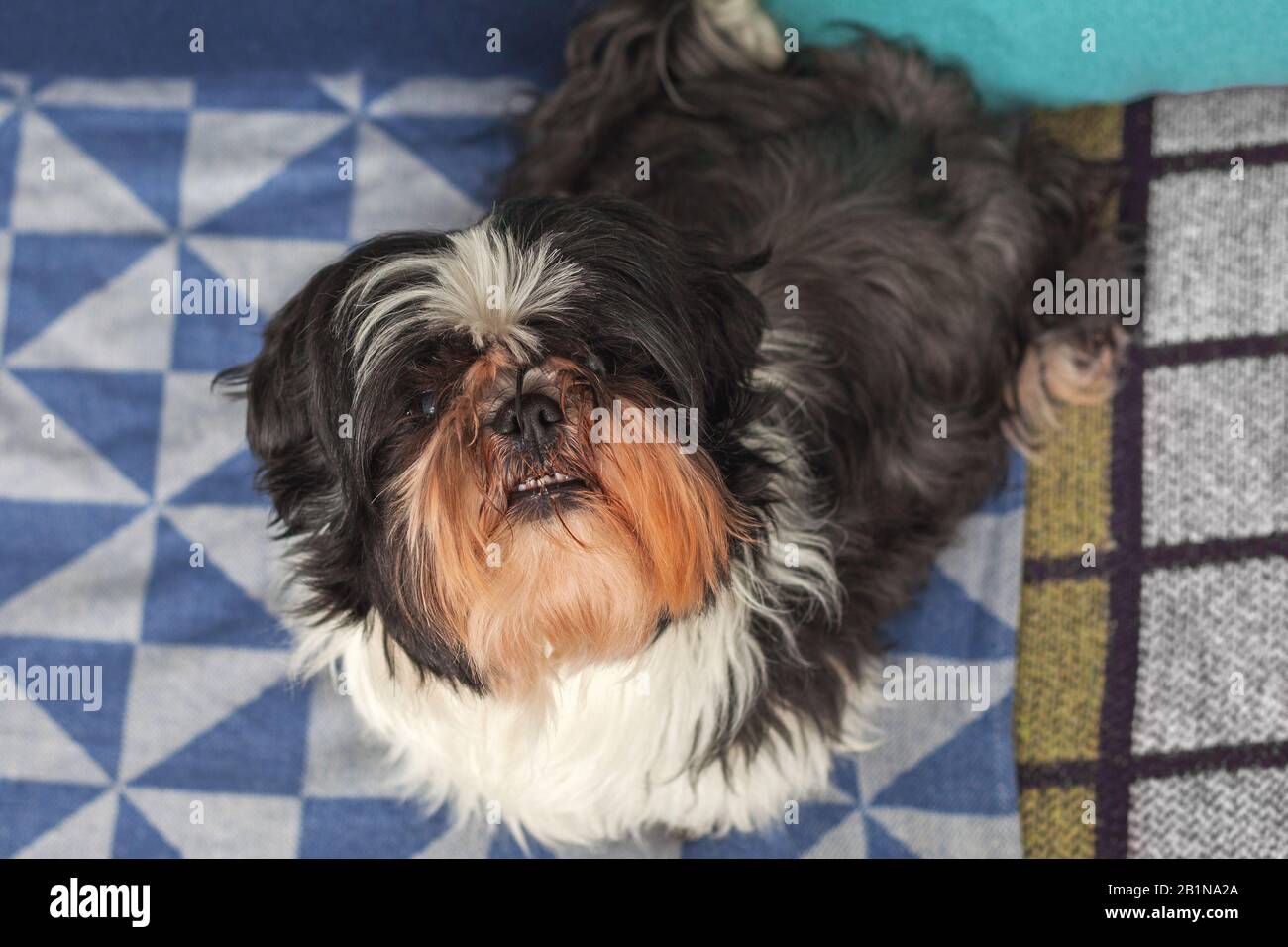 Lustiger Hund ​​is zu Hause auf der Couch sitzen. Shih Tzu brüten. Haustier. Homeless. Stockfoto