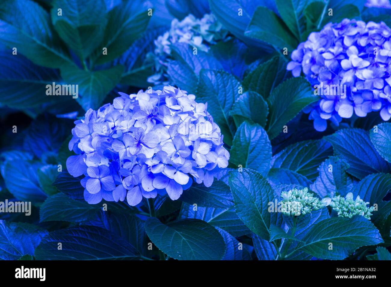 Blaue Hydrangeas in einem Garten Stockfoto
