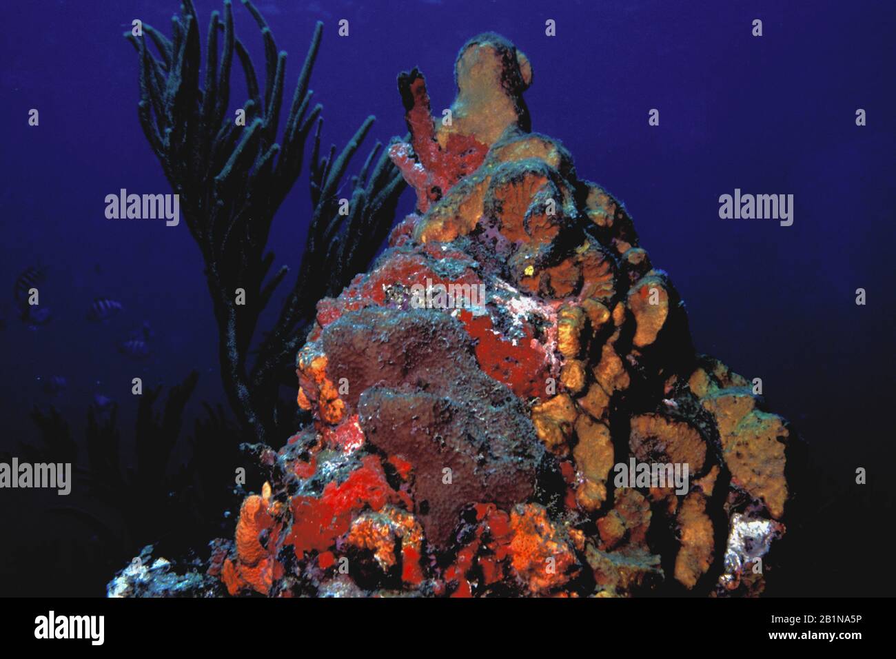Algen auf Korallen in der Karibik, niederländischen Antillen, Curacao Stockfoto