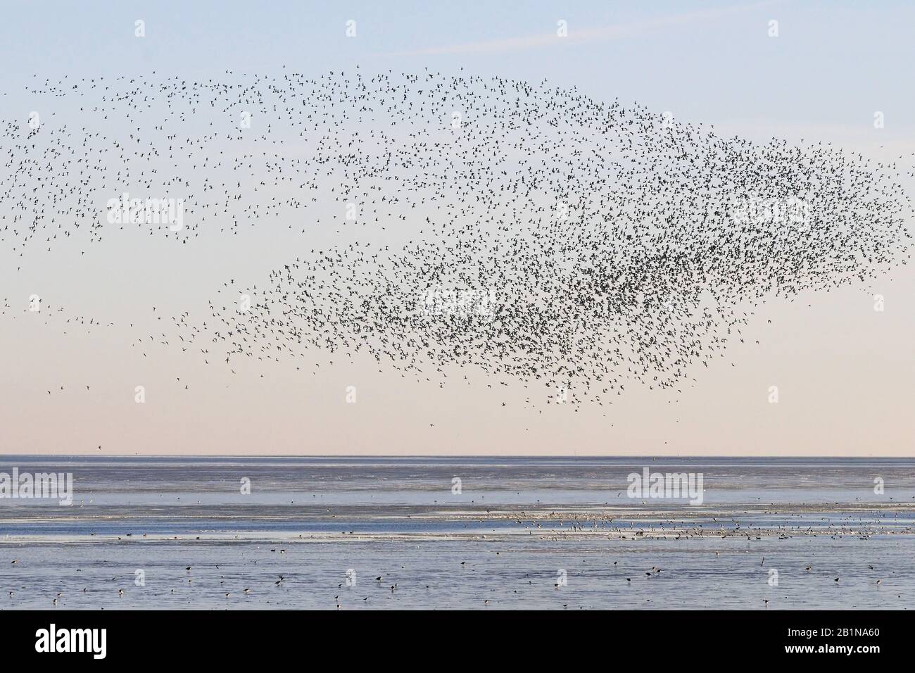 Bar-tailed Godwit (Limosa lapponica), große Herde über dem Meer, Niederlande, Nordholländer Stockfoto