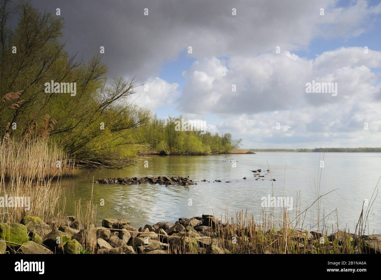 Landschaft im De Biesbosch Nationalpark, Niederlande, Südholland, De Biesbosch Nationalpark Stockfoto