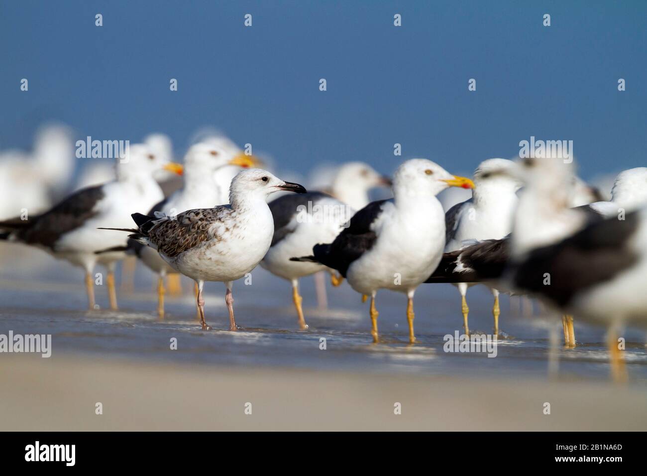 Siberian Gull, Kola Lesser Black Backed Gull, Heuglin's Gull (Larus fuscus heuglini, Larus heuglini), Gruppe am Strand, Oman Stockfoto
