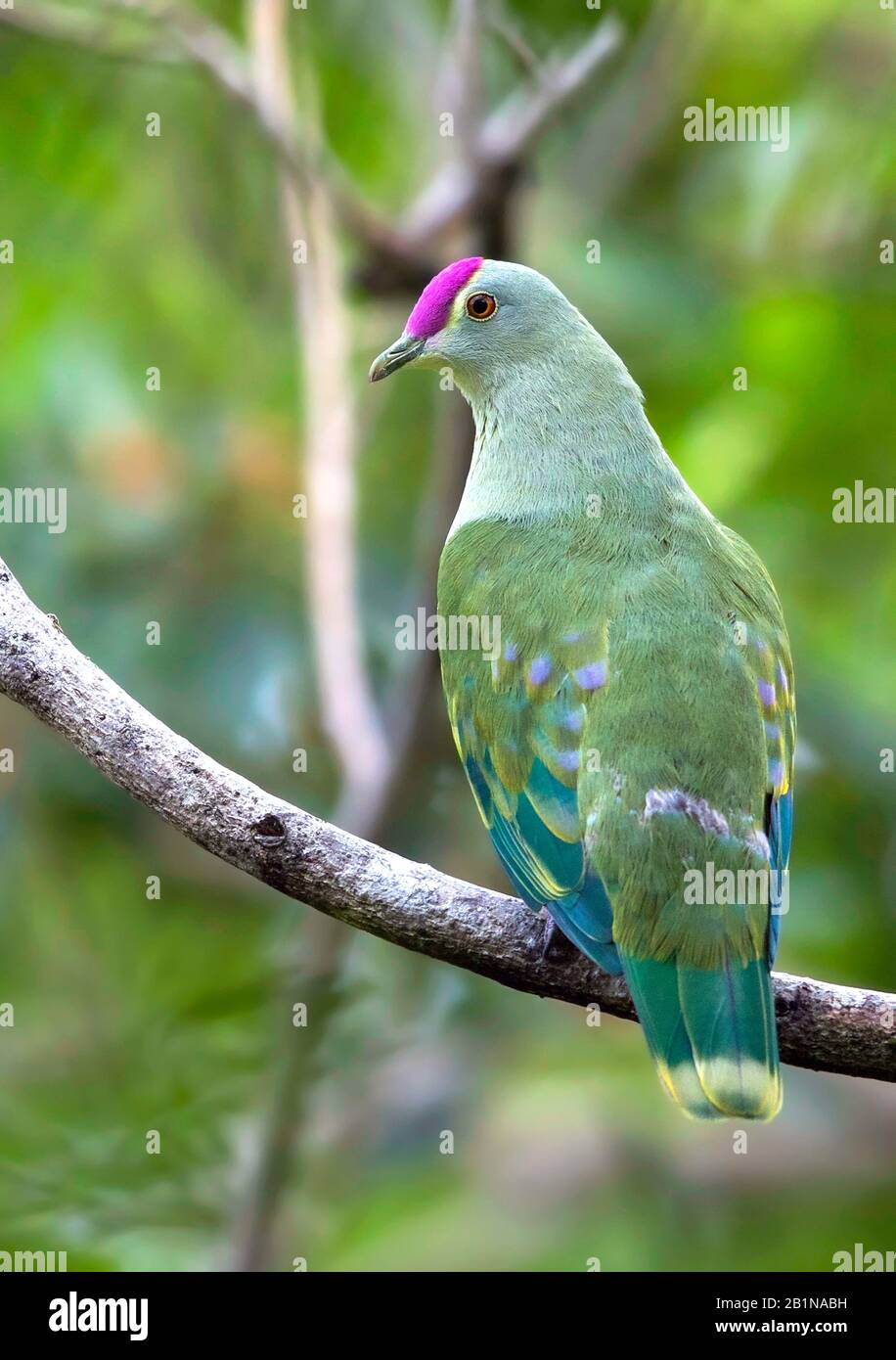 Graue Fruchttaube (Ptilinopus grayii), in einem Baum gehaucht, Vanuatu Stockfoto