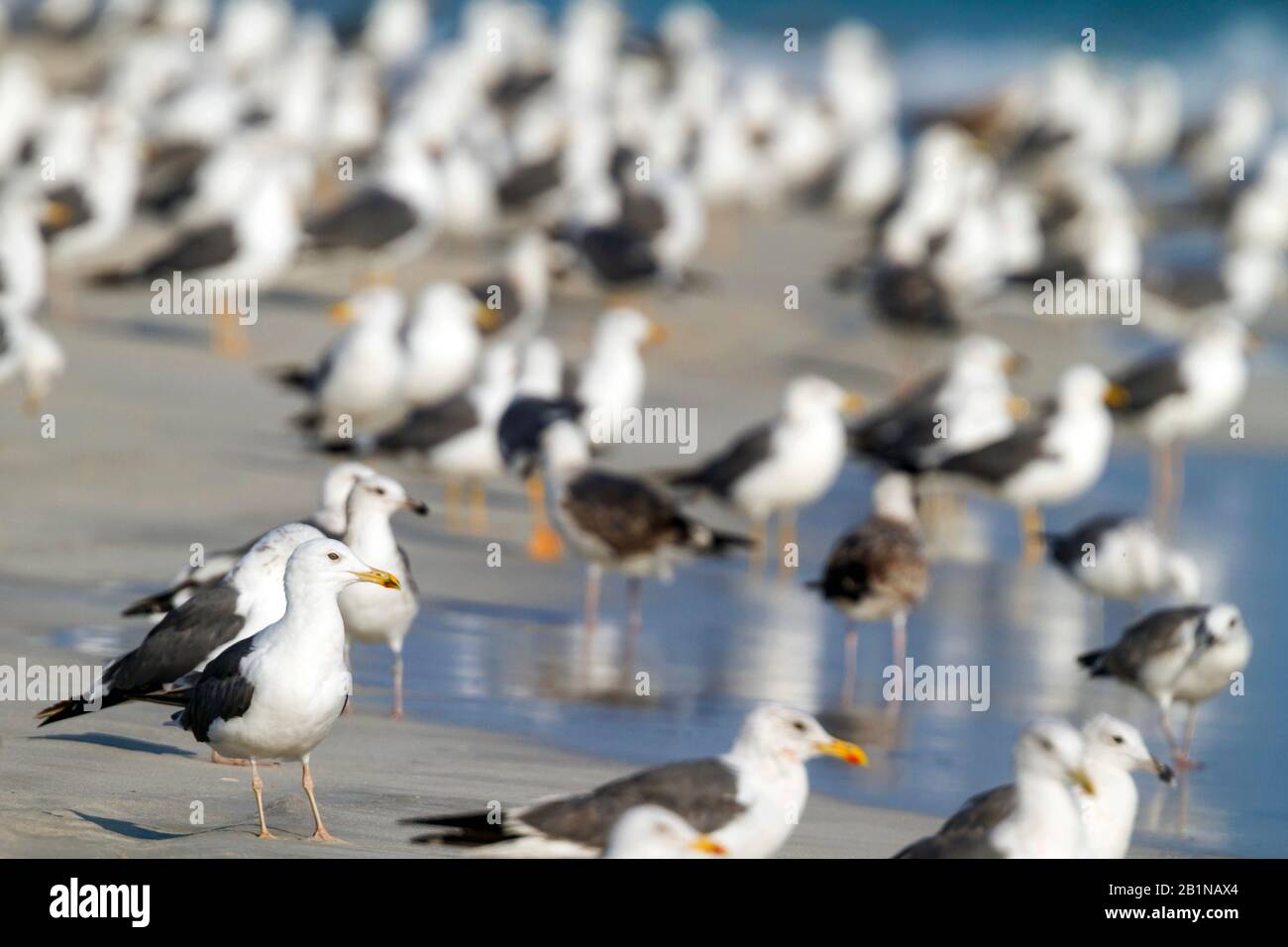 Siberian Gull, Kola Lesser Black Backed Gull, Heuglin's Gull (Larus fuscus heuglini, Larus heuglini), Gruppe am Strand, Oman Stockfoto