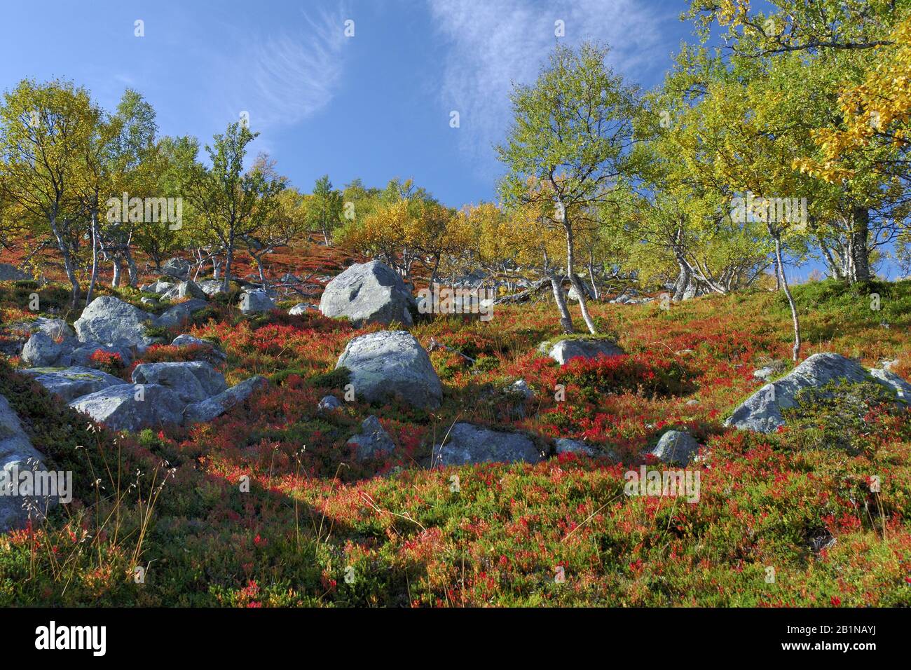 Herbstlandschaft Grovelfjallet, Schweden Stockfoto