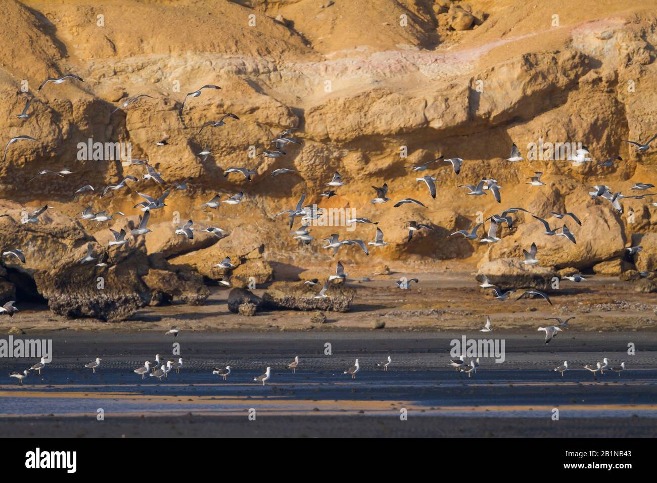 Siberian Gull, Kola Lesser Black Backed Gull, Heuglin's Gull (Larus fuscus heuglini, Larus heuglini), Gruppe an der Küste, Oman Stockfoto