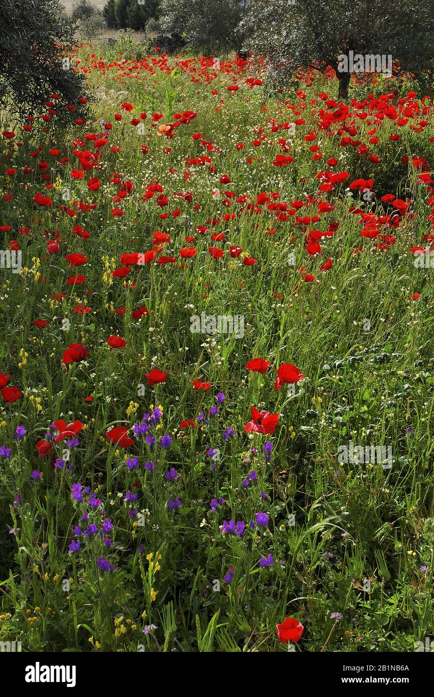 Gemeiner Mohn, Maismohn, Roter Mohn (Papaver rhoeas), blüht auf einem Feld, Spanien Stockfoto