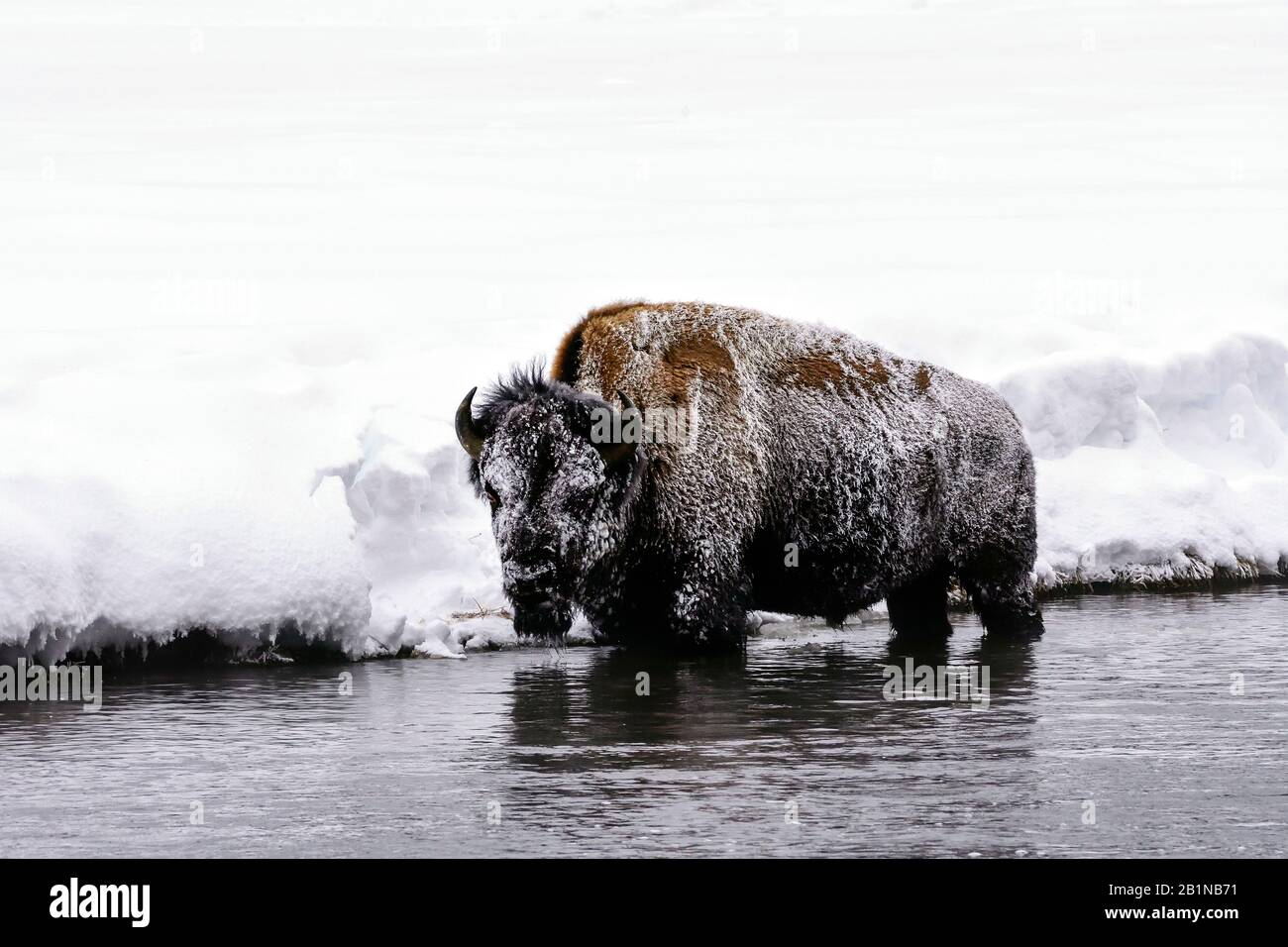 Amerikanischer Bison, Büffel (Bison Bison), im seichten Wasser stehend in eisiger Kälte, Seitenansicht, USA, Wyoming, Yellowstone-Nationalpark Stockfoto