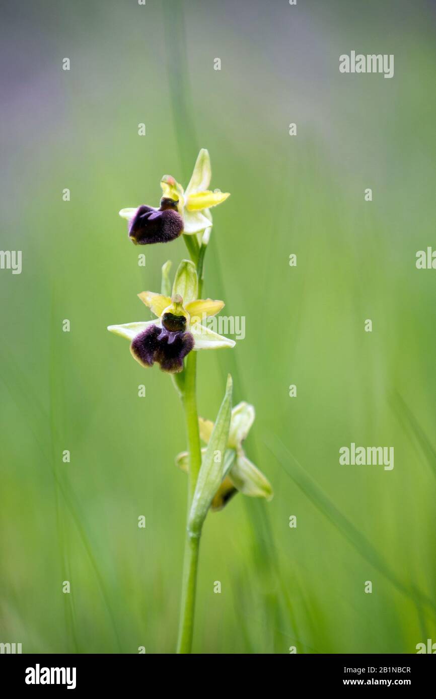 Frühe Spinnenorchidee (Ophrys sphegodes), Blüte, Frankreich Stockfoto