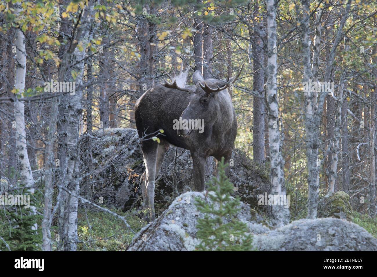 Elch, Europäische Elche (Alces alces alces), männlich im Wald, Schweden, Morkret Stockfoto