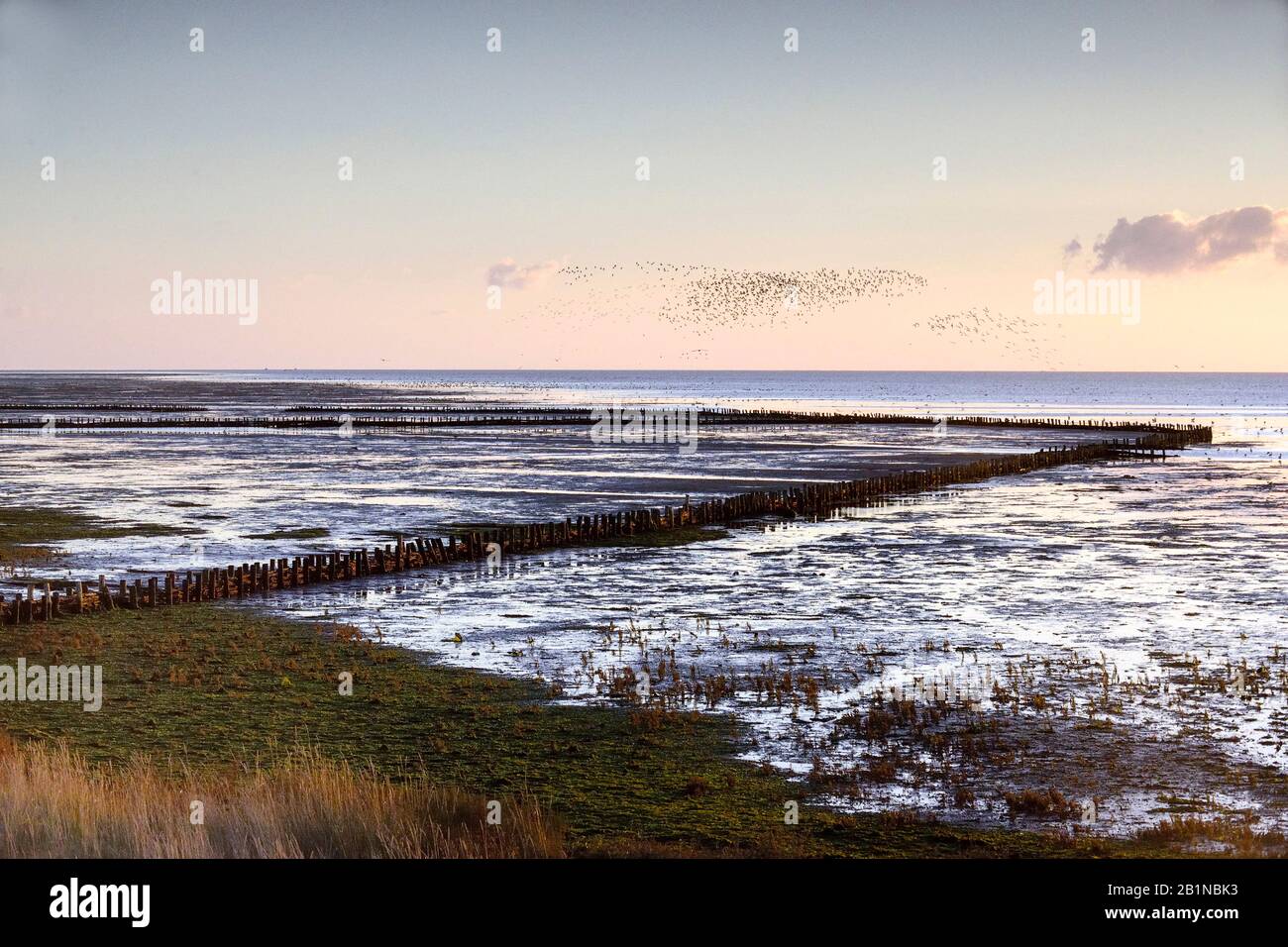 Küste bei Schorren bei Ebbe, Niederlande, Texel, Schorren Stockfoto
