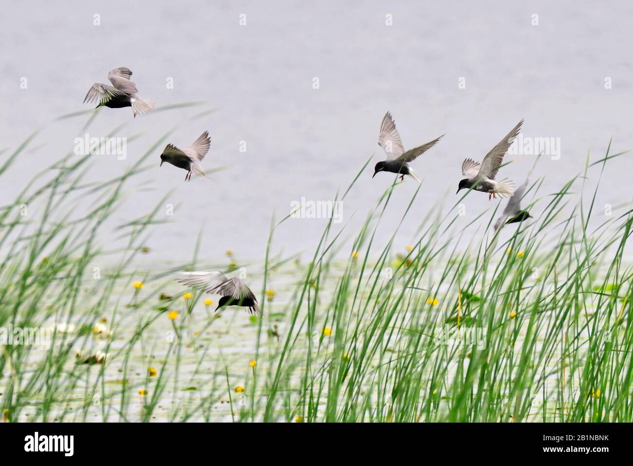 Black tern (Chlidonias niger), Gruppe im Flug, Niederlande, Overijssel Stockfoto