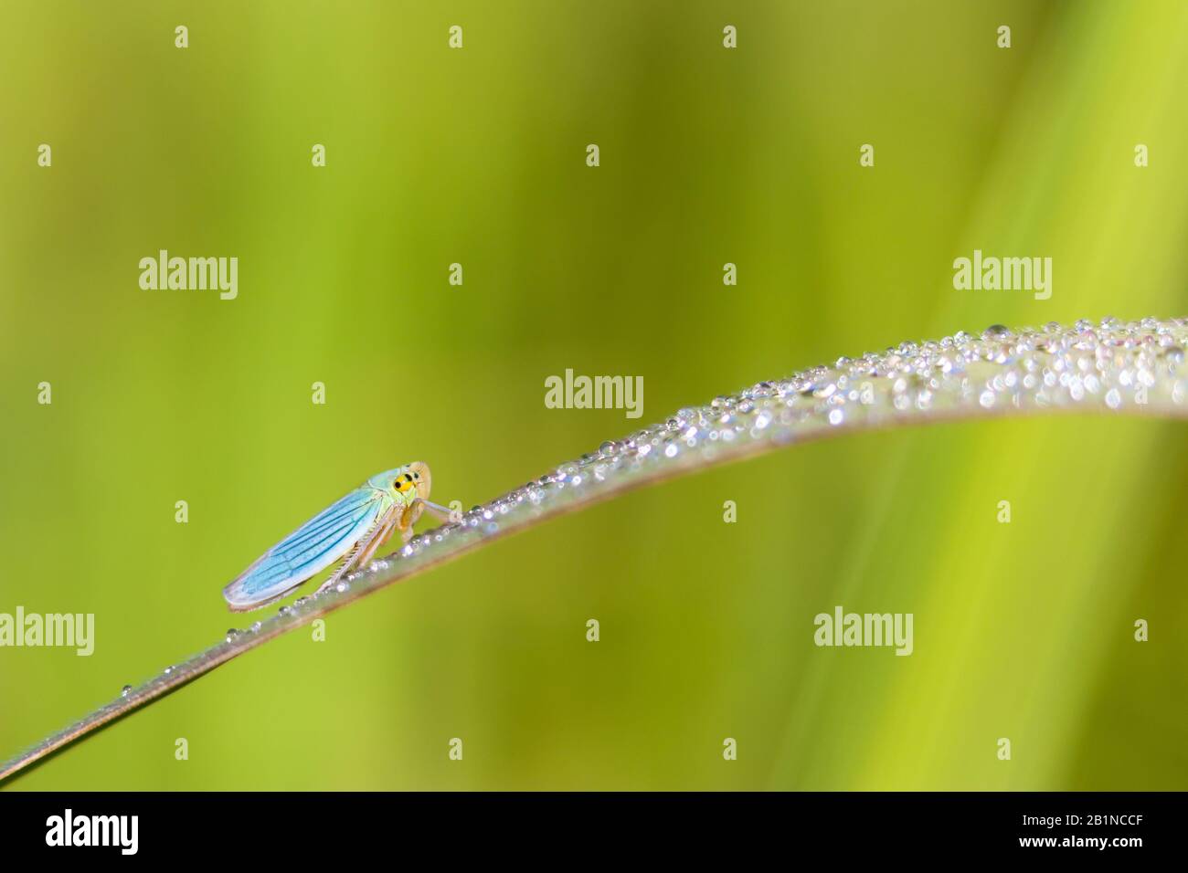 Der Blattstrichter ("Cicadella viridis") thront in einem Gras mit Tau Stockfoto