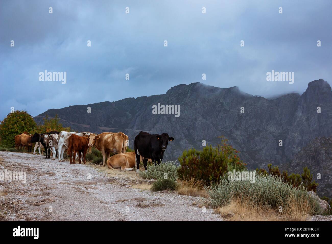 Eine Gruppe von Kühen blickt freiberuflich in Serra da Estrela, dem höchsten Berg Portugals. Stockfoto