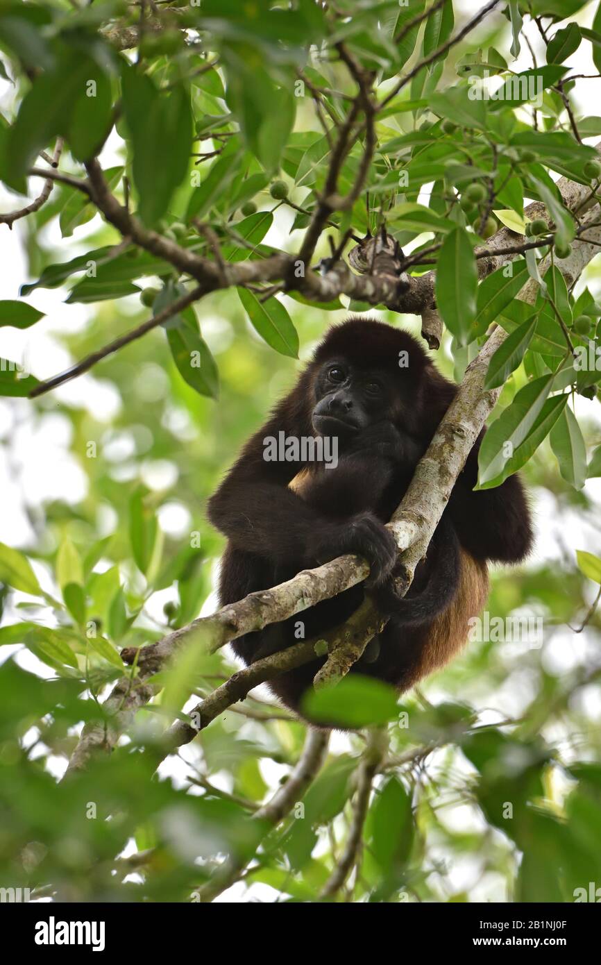 Manled Howler Monkey im Costa-ricanischen Regenwald Stockfoto