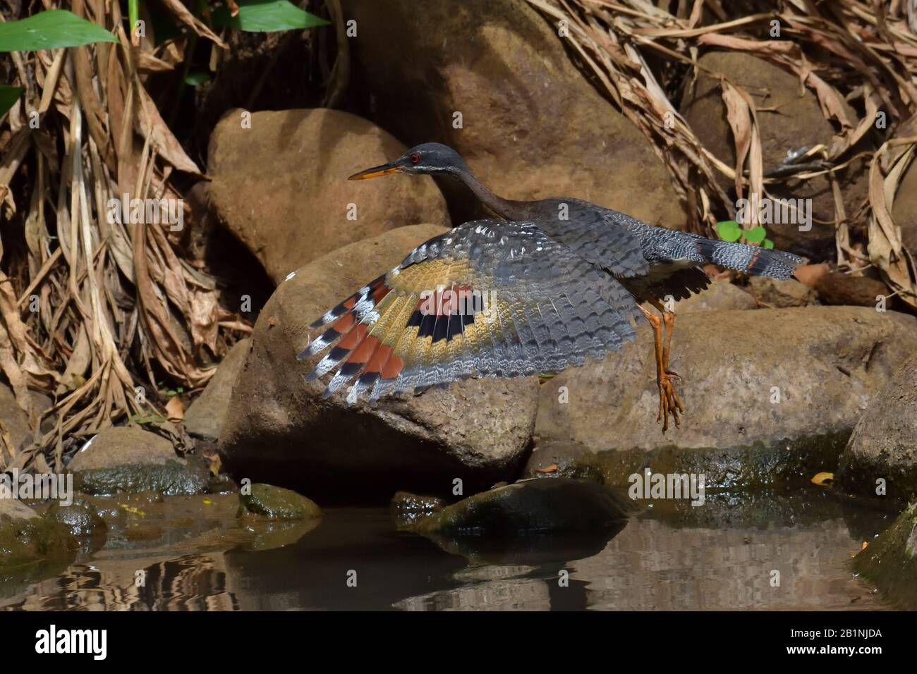 Sunbittern im Flug, Stockfoto