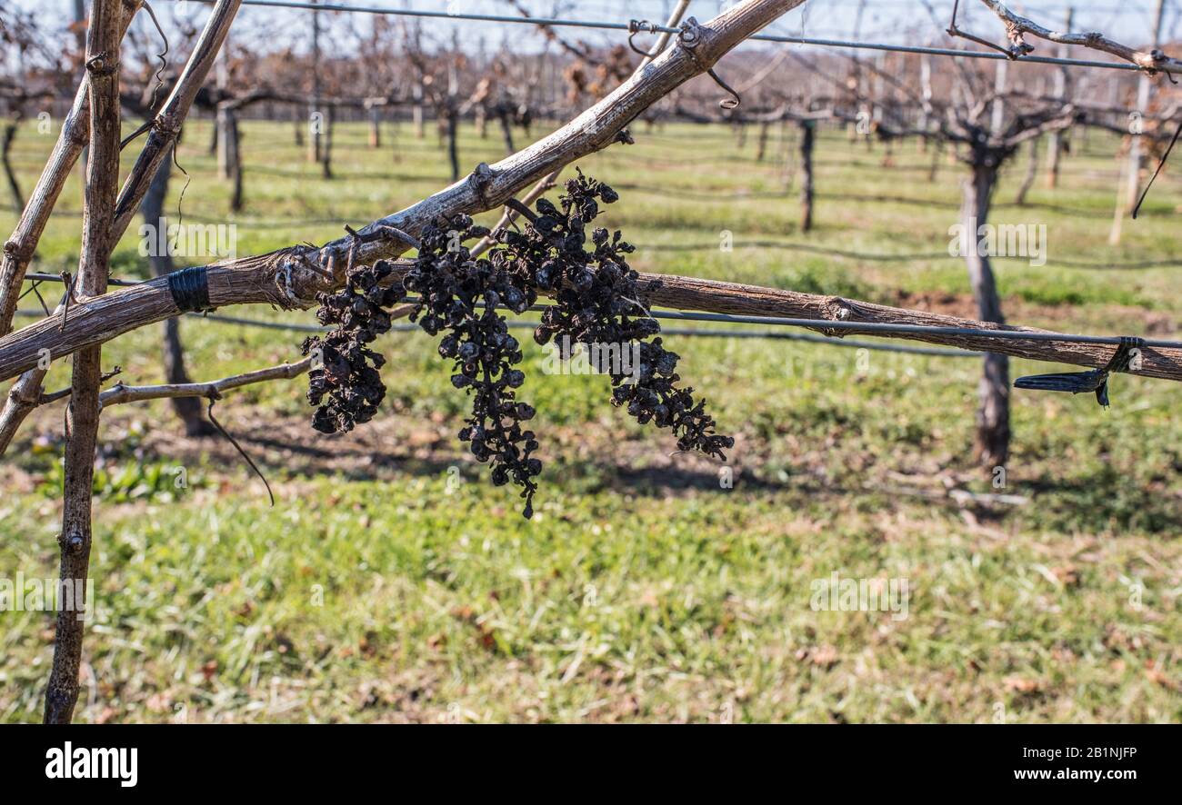 Der NASCAR-Fahrer Richard Childress hat ein beeindruckendes Anwesen im Yadkin Valley, North Carolina, geschaffen. Besucher können durch die Weinberge schlendern, Touren, Speisen und Geschäfte Unternehmen. Stockfoto