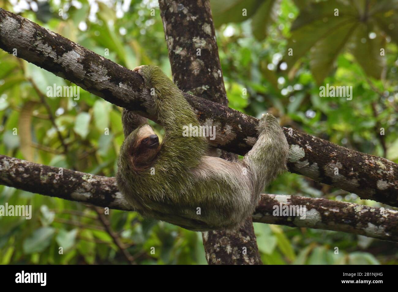 Drei-toed Sloth in Costa Rica Regenwald Stockfoto