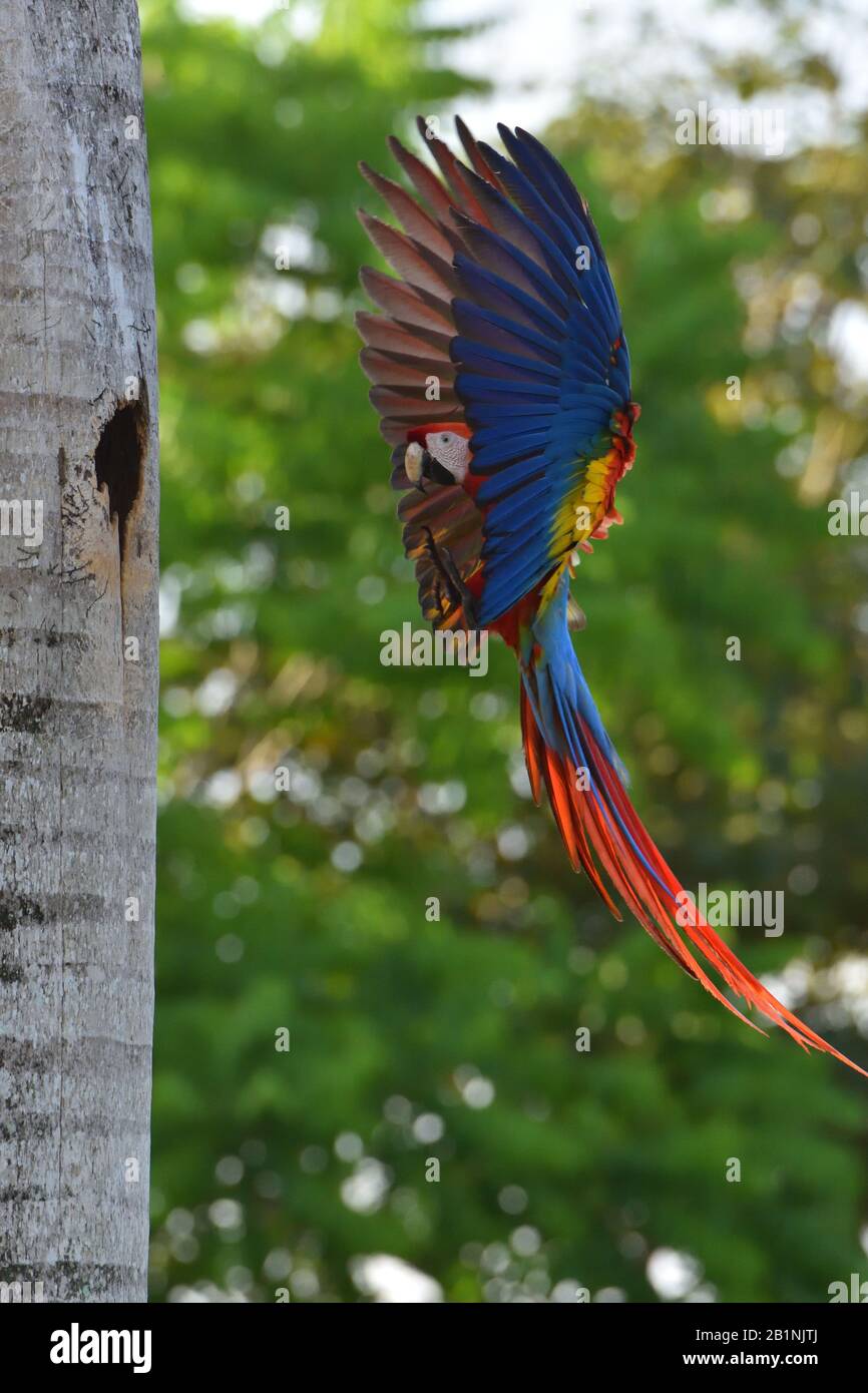 Scharlachrote Makaw im Flug auf dem Nest Stockfoto