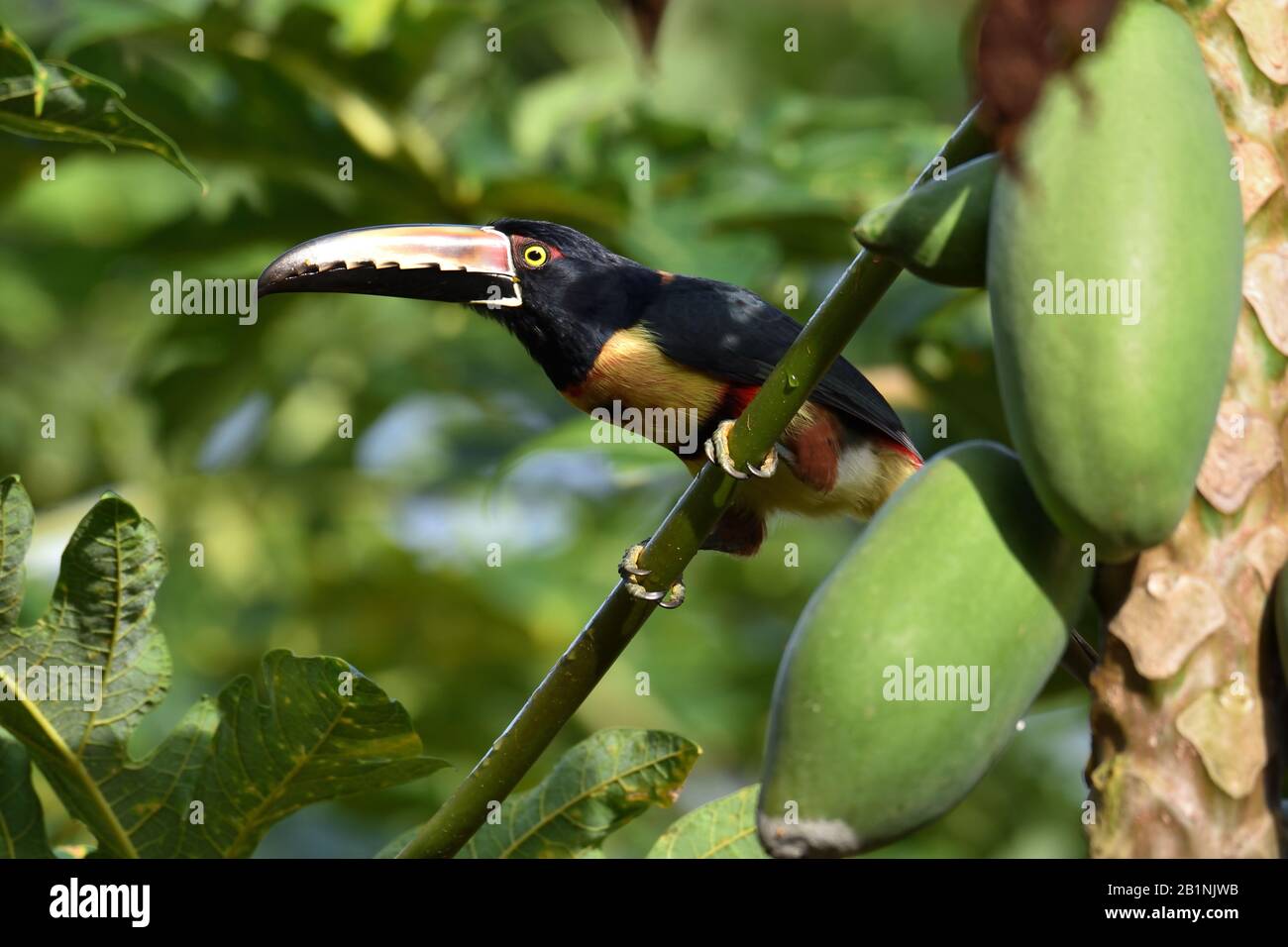 Colared Aracari isst Papaya-Früchte in Costa Rica Stockfoto