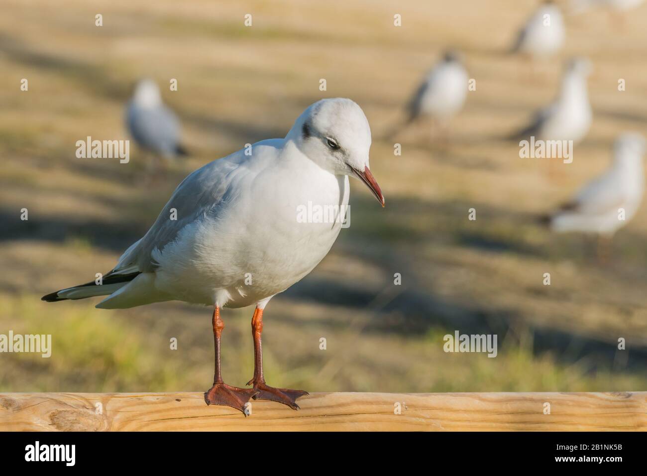 Vogel-Möwe mit schwarzem Kopf auf Holz im Freien Blick aus der Nähe Mit Sonnenlicht Stockfoto