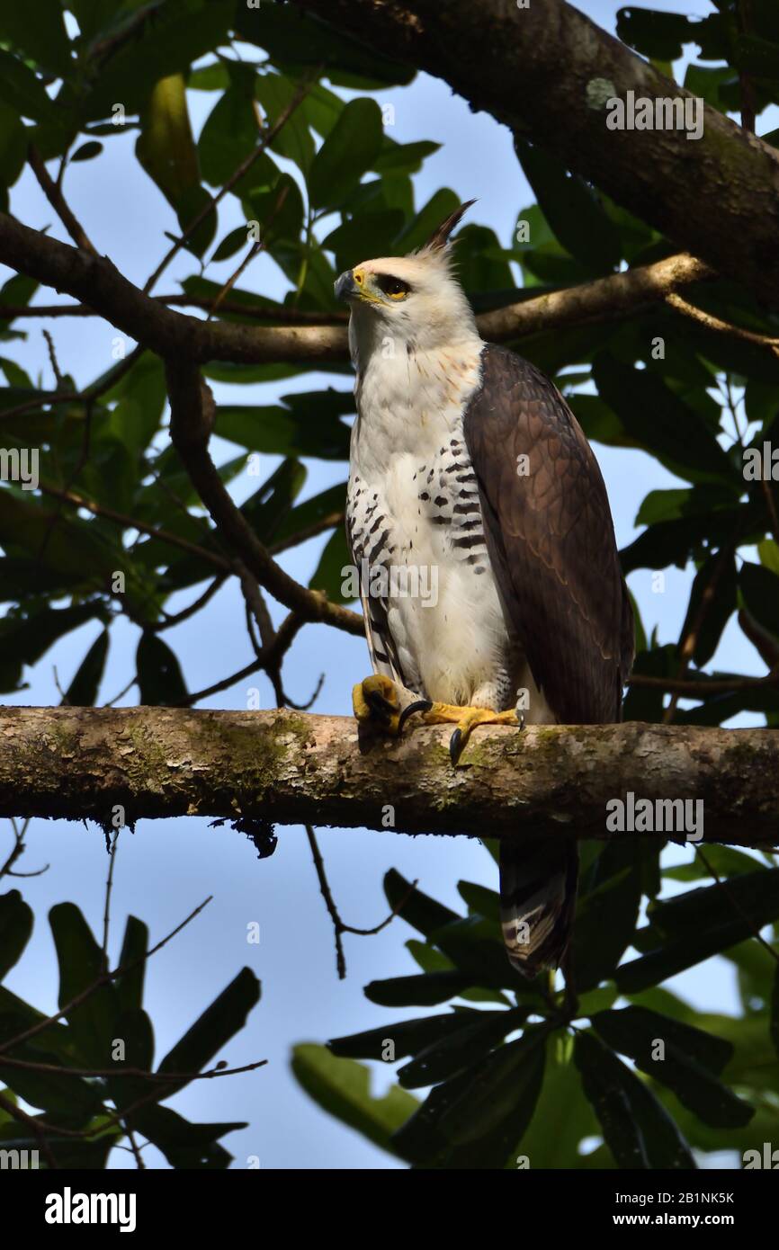 Ein seltener Verzierter Hawk-Eagle in Costa Rica Regenwald Stockfoto