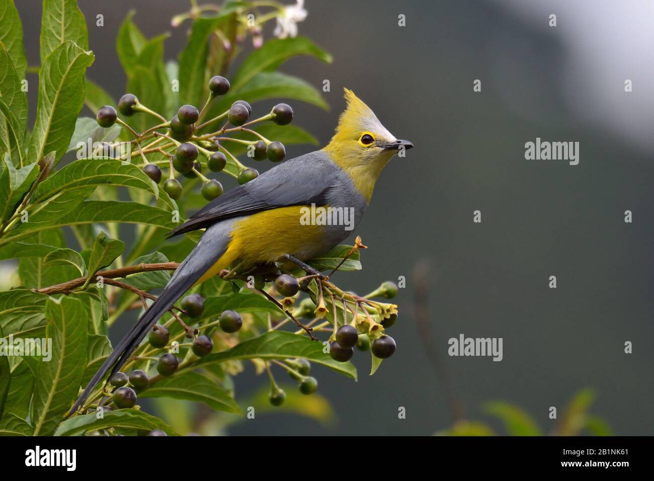 Long-tailed seidig-Fliegenfänger Stockfoto