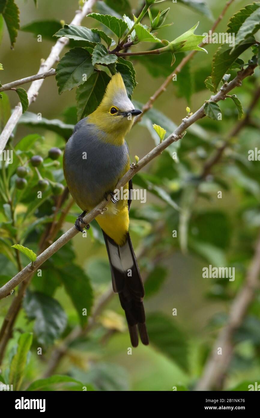 Long-tailed seidig-Fliegenfänger Stockfoto