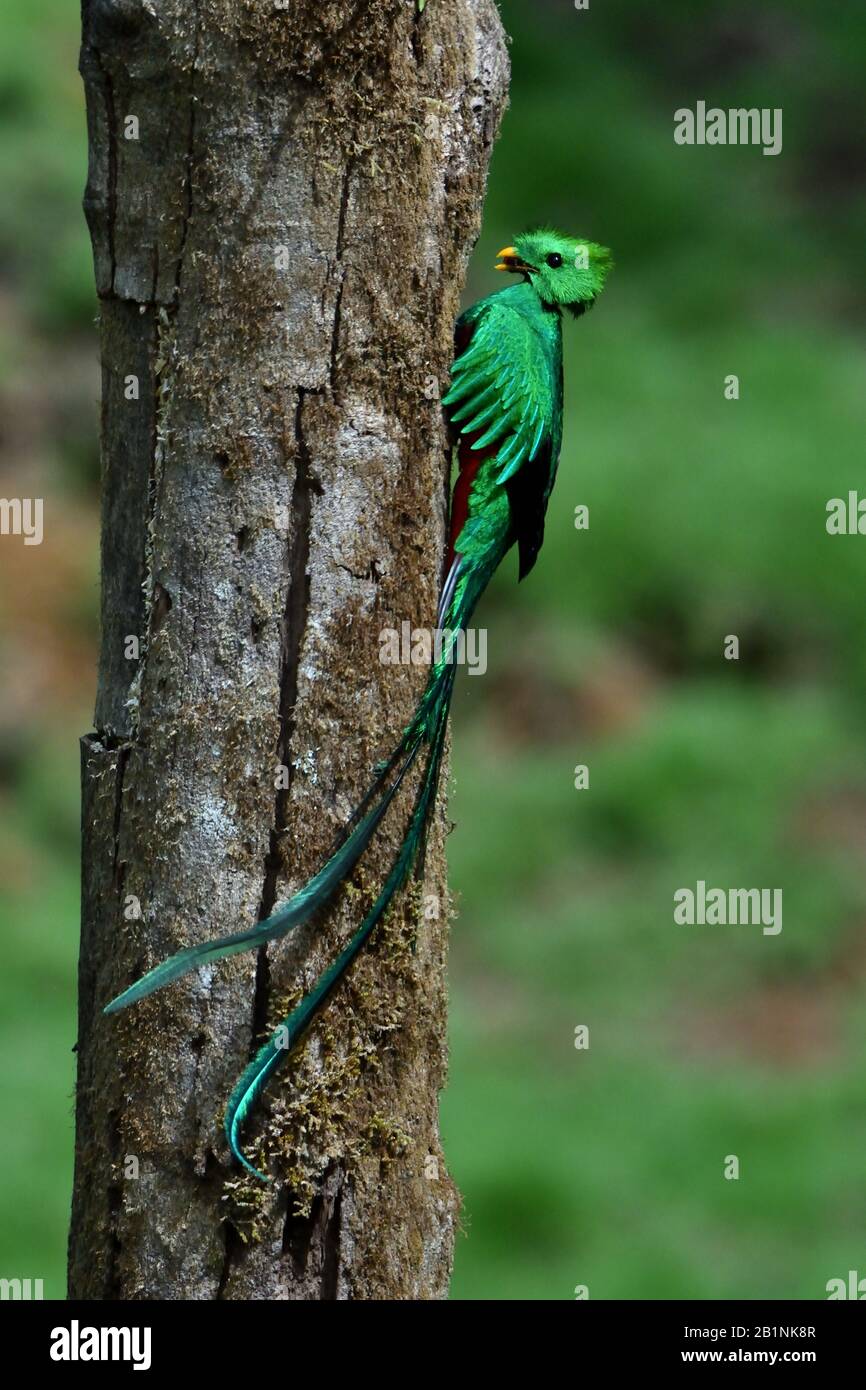Resplendent Quetzal im Costa-ricanischen Wolkenwald Stockfoto