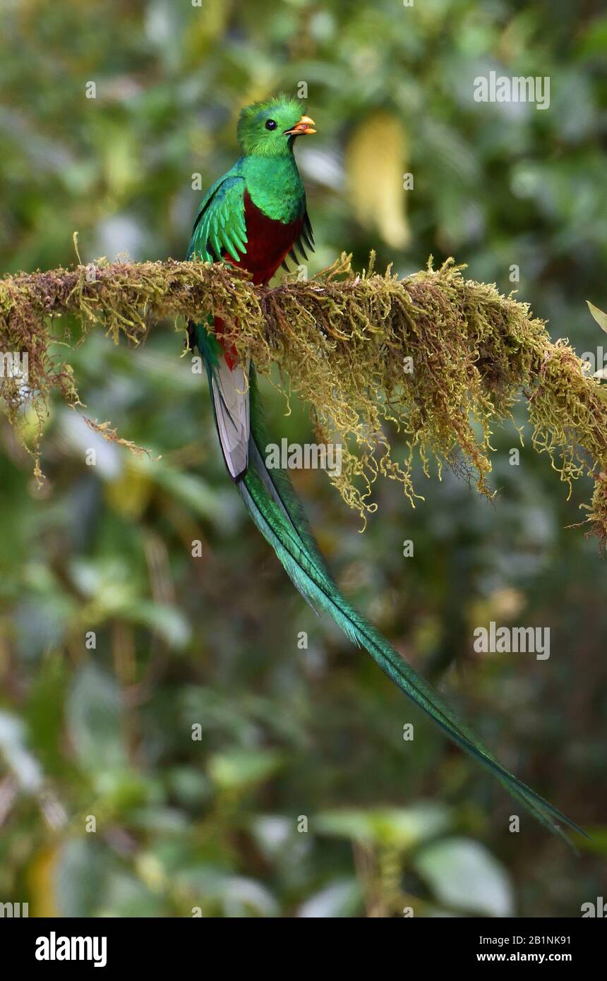 Resplendent Quetzal im Costa-ricanischen Wolkenwald Stockfoto