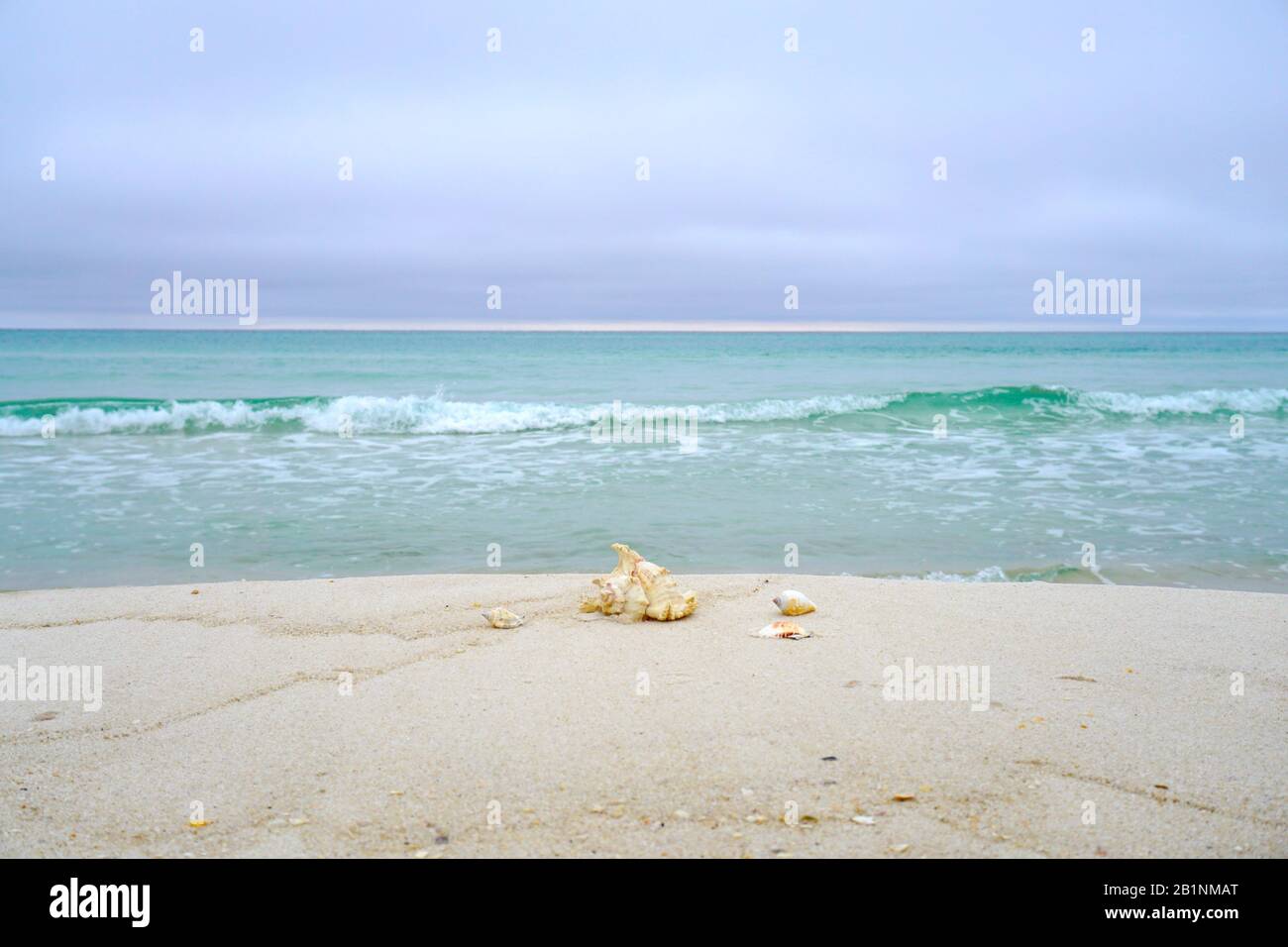 Muscheln am Strand Stockfoto