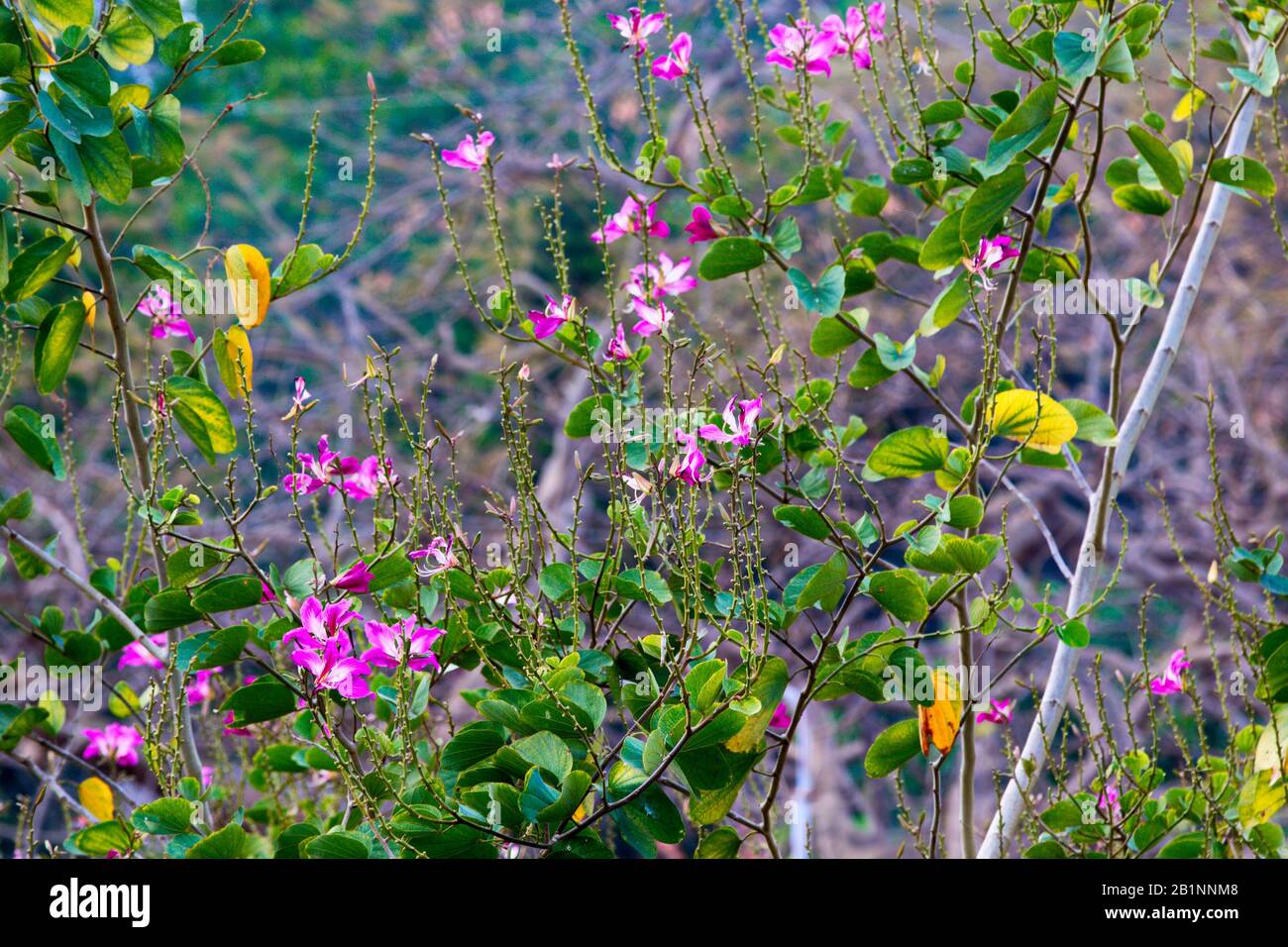 Lila bauhinia blüht in Vietnam Stockfoto