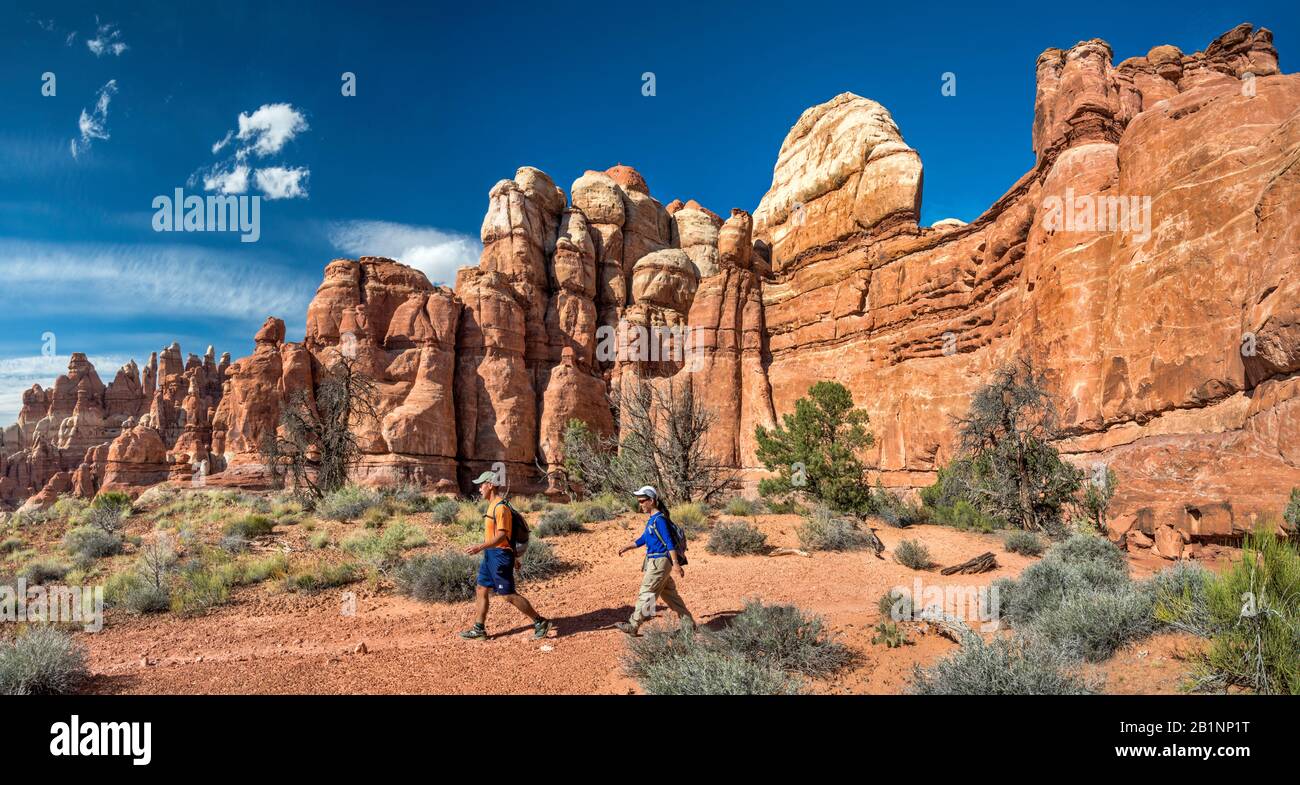 Felsformationen am Chesler Park Loop Trail, Dem Needles Abschnitt im Canyonlands National Park, Utah, USA Stockfoto
