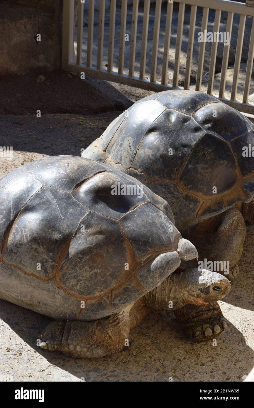 Galapagos Tortoise (Chelonoidis nigra) in ihrem Gehäuse. Stockfoto