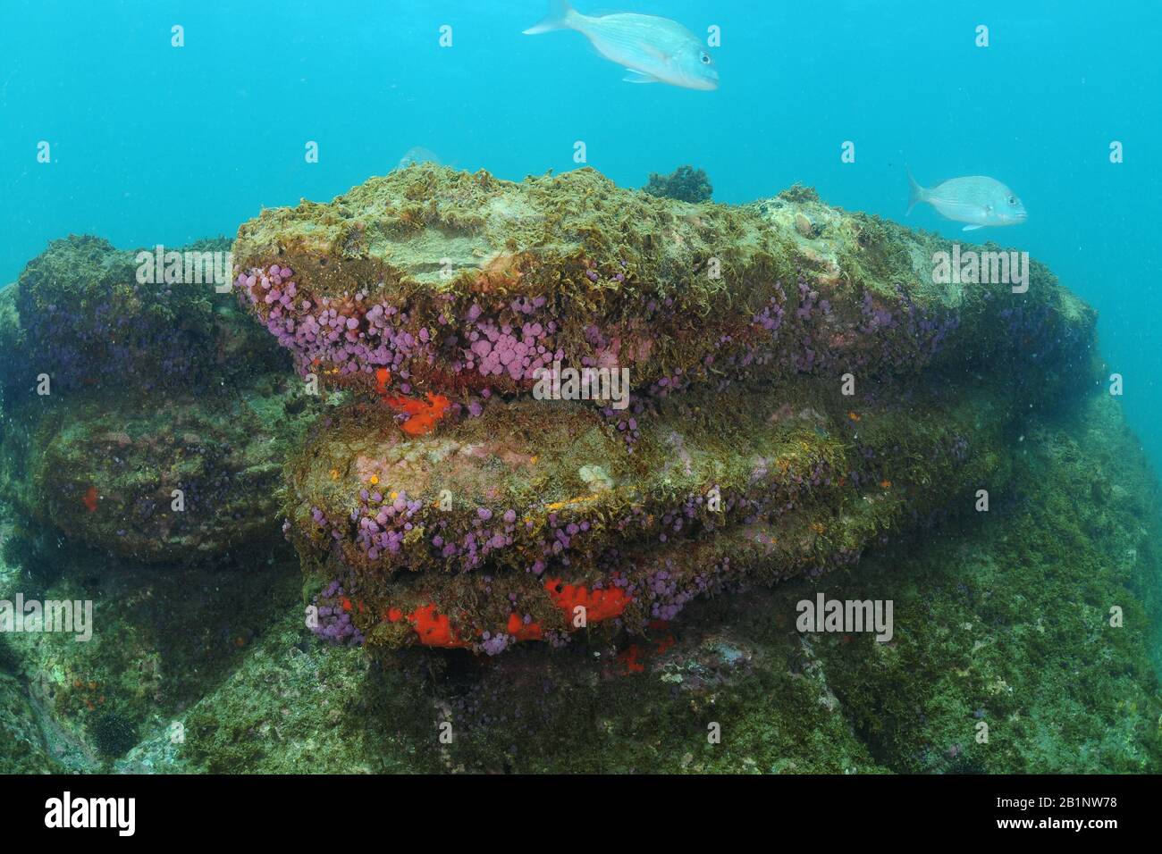 Unterwasserfelsen mit farbenfrohen wirbellosen Tieren. Stockfoto