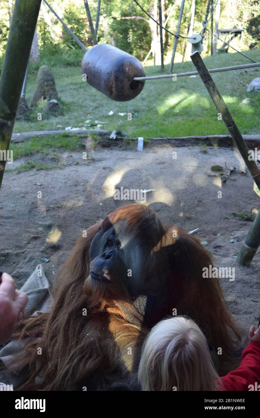Orang-Utan im Umgang mit Kindern hinter einer Glaswand. San Diego Zoo. Stockfoto