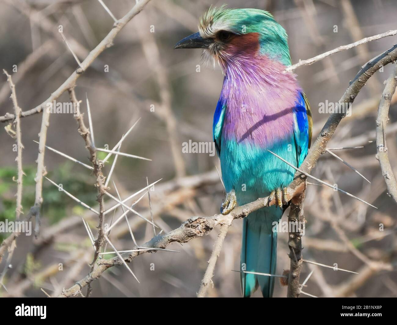 Nahaufnahme eines Flieder mit geröstetem Roller im tarangire Nationalpark Stockfoto