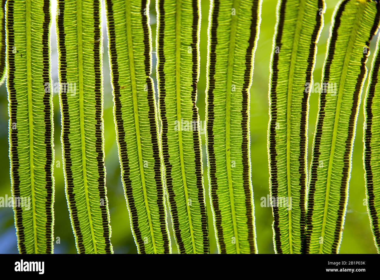 Fern mit Sporen auf der Unterseite Stockfoto