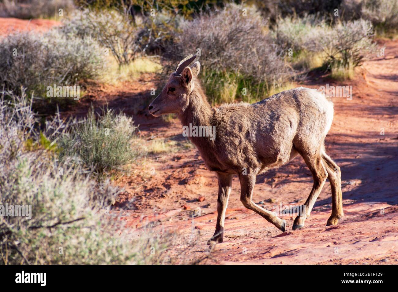 Wüstenbuschschafe, Ovis canadensis nelsoni, wandern durch felsige und Wüstenlandschaft zwischen Kreosote-Büschen im Valley of Fire State Park. Die Anim Stockfoto