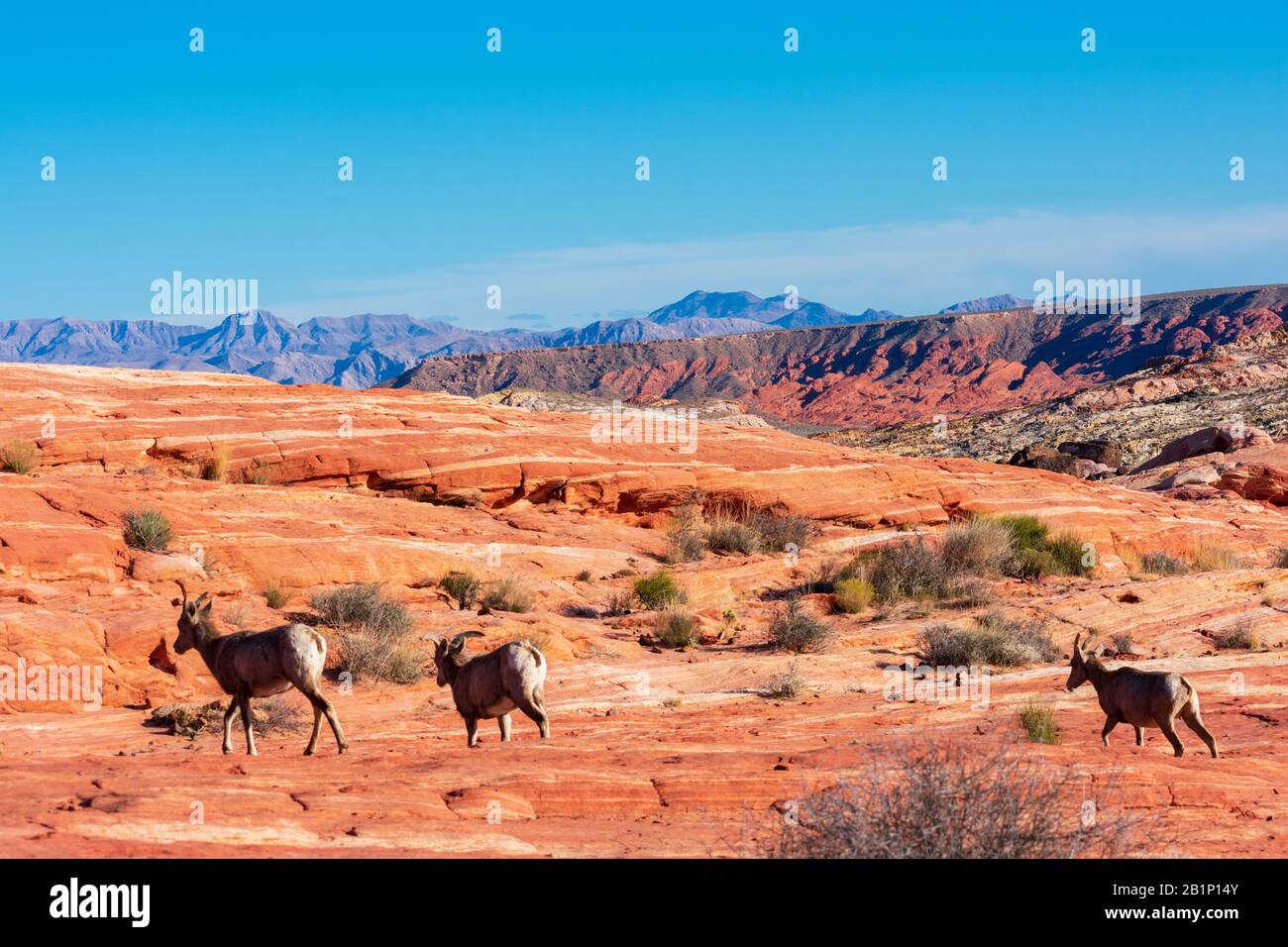 Herde von Wüstenbuschschafen, Ovis canadensis nelsoni, spaziert durch die Wüstenlandschaft des Valley of Fire State Park mit Bergen unter einem blauen s Stockfoto