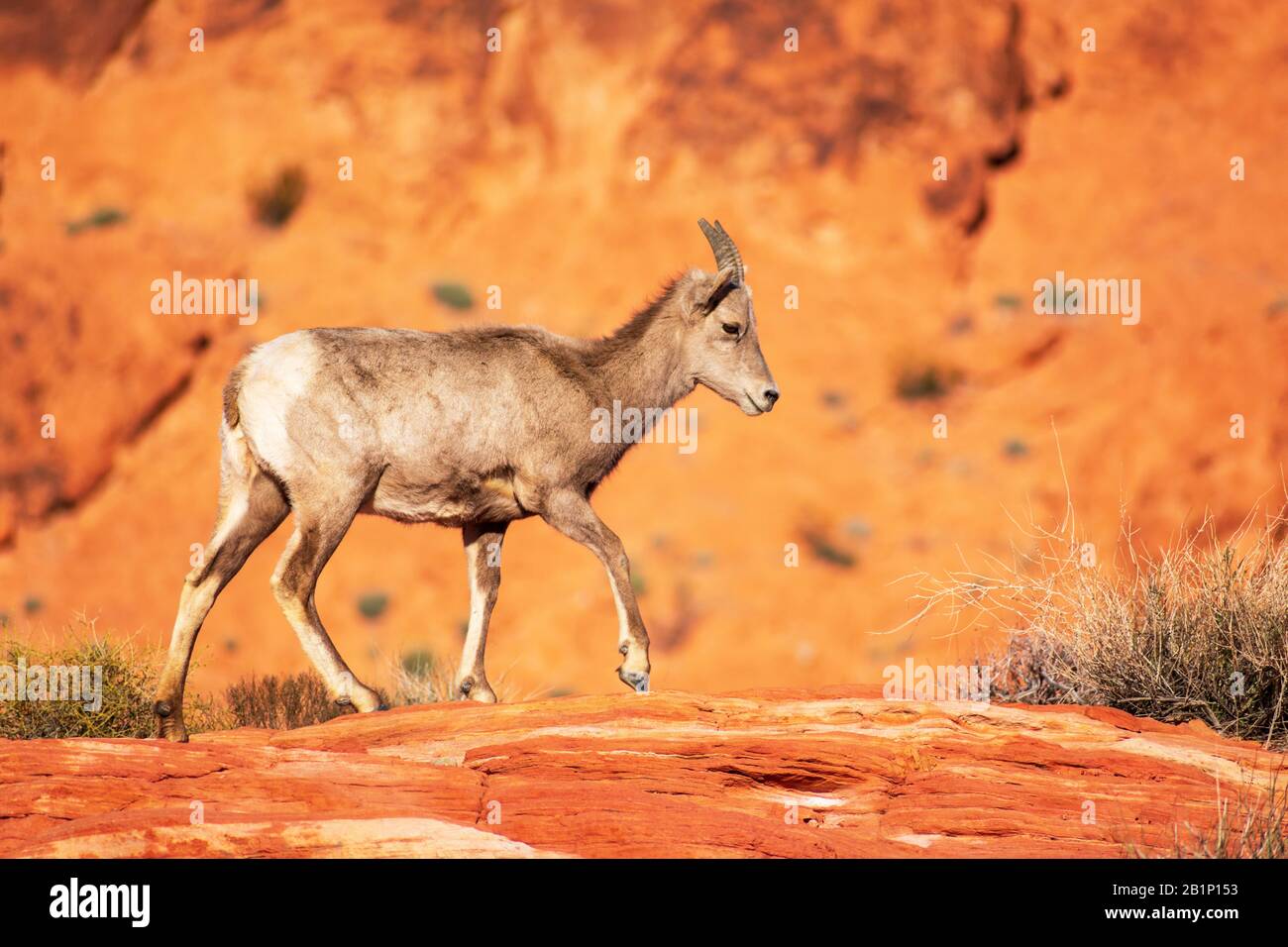 Wüstenbuschschafe, Ovis canadensis nelsoni, spazieren durch die Wüstenlandschaft zwischen Kreosotenpflanzen im Valley of Fire State Park. Das Tier ist das Stockfoto