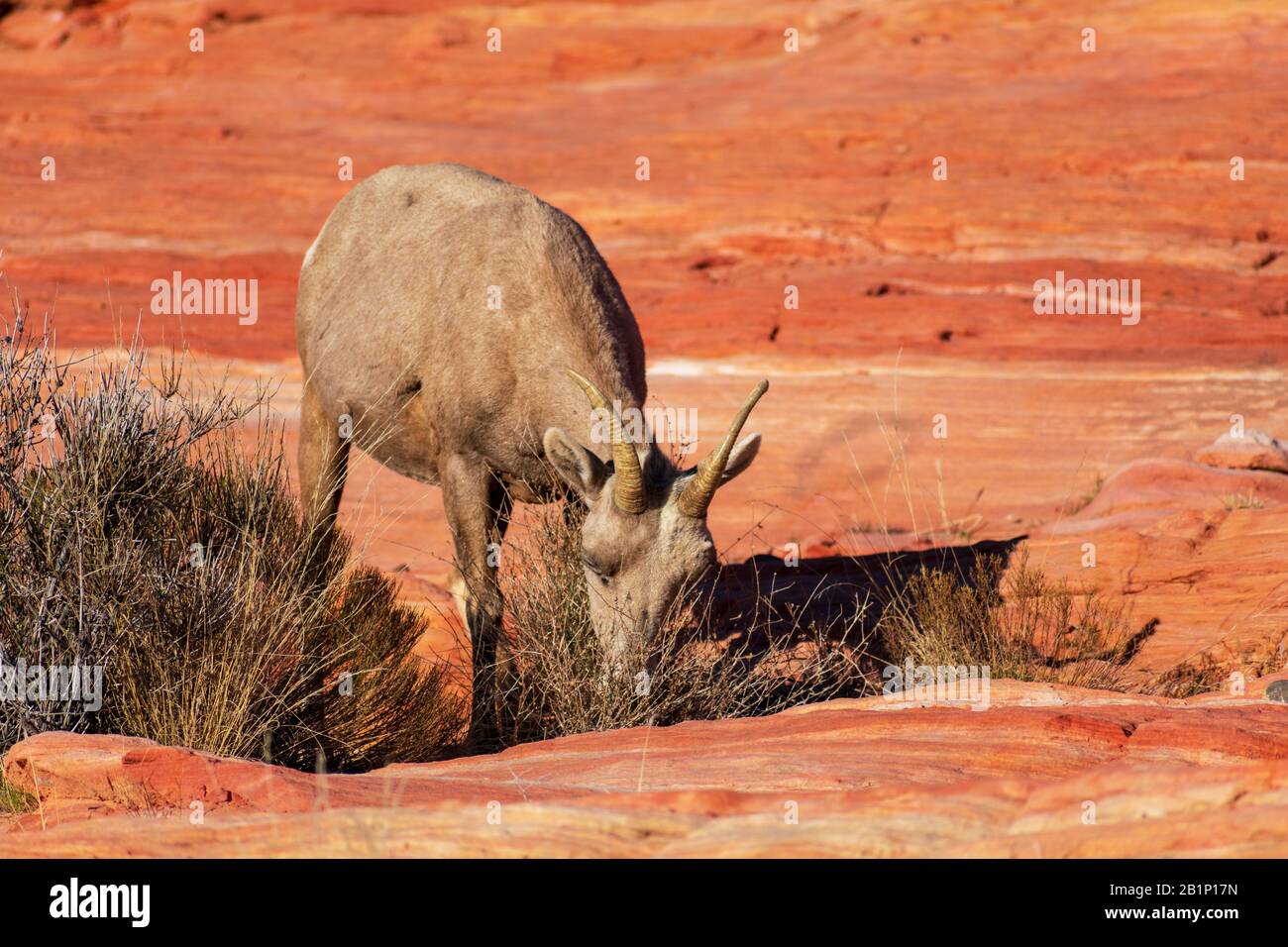 Wüstenbuschschafe, Ovis canadensis nelsoni, ernähren sich von Kreosotengebüschen auf felsiger und wüstener Landschaft des Valley of Fire State Park. Das Tier ist das o Stockfoto