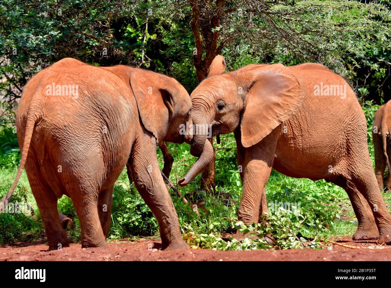 Zwei junge männliche Elefanten (Loxodonta africana) spielen schiebend. Nairobi National Park, Kenia. Stockfoto