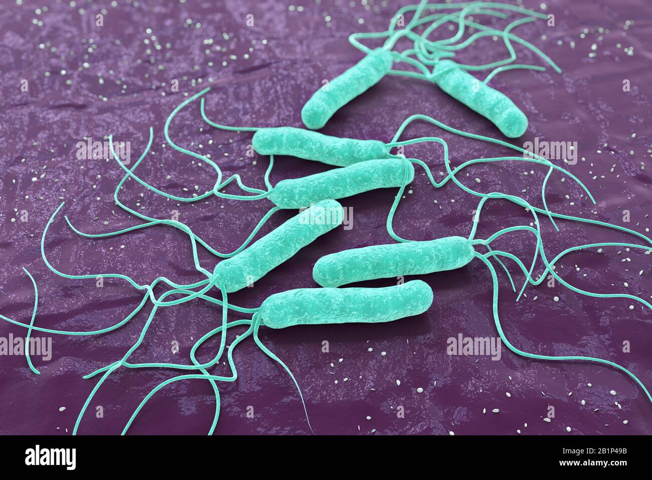 Bakterium, Helicobacter Pylori, 3D-Rendering. Stockfoto