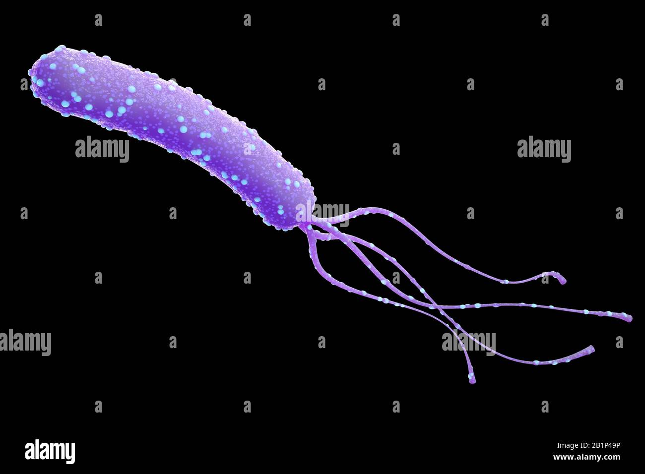 Helicobacter Pylori Bakterium mit hohen Details isoliert auf schwarzem Hintergrund. 3D-Rendering. Stockfoto